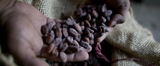 Copertina di Cioccolato, riconoscere la qualità del cacao per comprare consapevolmente