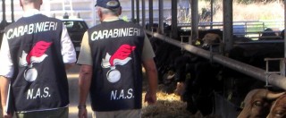 Copertina di Farmaci ai bovini per aumentare produzione di latte: sequestri e denunce