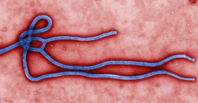 Ebola, dimesso paziente ricoverato ad Amburgo. I medici: “Non più contagioso”