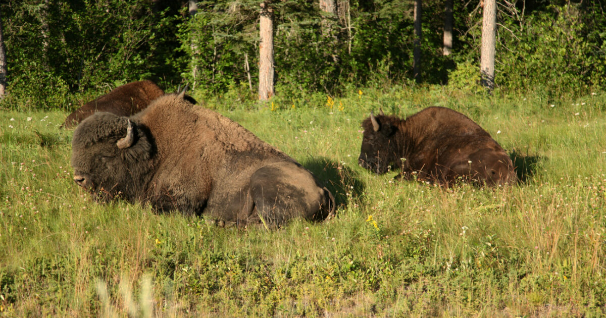 I bisonti usati per prevenire gli incendi e diventare “eroi del clima e della biodiversità”: ecco la curiosa iniziativa adottata dal Portogallo