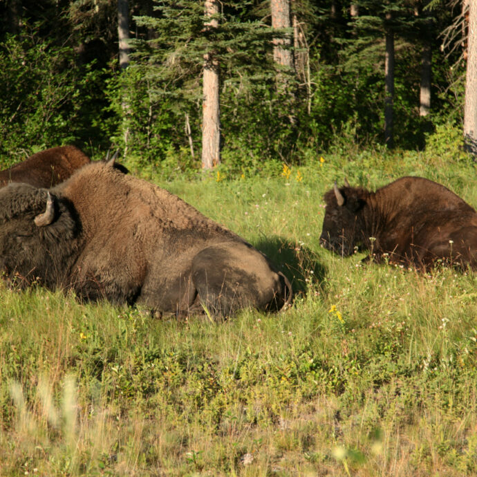 I bisonti usati per prevenire gli incendi e diventare “eroi del clima e della biodiversità”: ecco la curiosa iniziativa adottata dal Portogallo