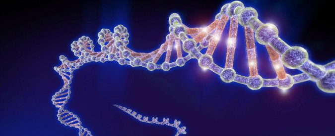 Distrofia muscolare di Duchenne, la tecnica Crispr per correggere la mutazione genetica