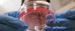 Copertina di Primi ovociti umani coltivati in laboratorio: si apre una nuova era per l’infertilità