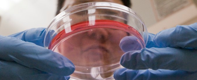 Cellule staminali, creato primo embrione artificiale di topo. Redi: “Studio che realizza una promessa della biologia”