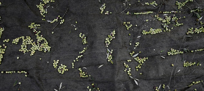 raccolta delel olive