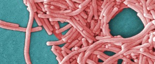 Copertina di Legionella, allarme alla corte d’Appello di Roma: “Presenza elevata del batterio”
