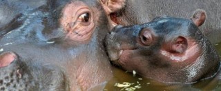 Copertina di Blitz animalista in un circo: ippopotamo scappa in strada e muore investito