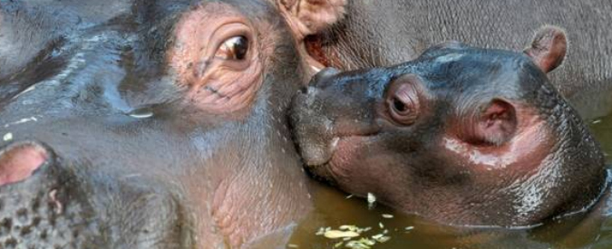 Blitz animalista in un circo: ippopotamo scappa in strada e muore investito