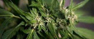 Copertina di Cannabis terapeutica, governo non trova i soldi: la legge mutilata slitta. ‘Stato lascia i deboli nella sofferenza e nell’illegalità’