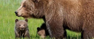 Copertina di Daniza, Procura di Trento: “Responsabilità della morte dell’orsa è del veterinario”