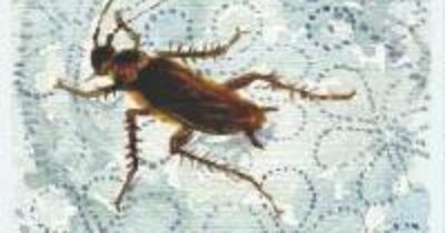 Copertina di “Voleva uccidere uno scarafaggio con uno spray infiammabile ma ha incendiato la palazzina. Ha detto che era un metodo ‘collaudato'”: un morto e otto feriti