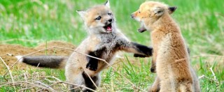 Animali uccisi nell’oasi Sos Natura nel Veneziano, Istituto Zooprofilattico: “Sono state le volpi”
