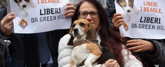 Green Hill, la Cassazione: “Vietata eutanasia sui cani quando si possono curare”