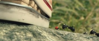 Copertina di Minuscule, il “Signore degli anelli” delle formiche animate arriva al cinema
