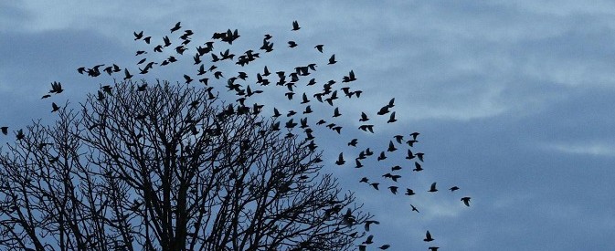 “Siamo di fronte a un’ecatombe silenziosa: per gli uccelli ogni impatto in velocità può essere letale”: la “strage” dei volatili in Italia