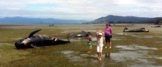 Copertina di Nuova Zelanda, morte oltre 100 balene pilota arenate. Altre 90 sono a rischio