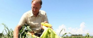 Copertina di Ogm, Consiglio di Stato respinge ricorso: “In Italia la coltivazione resta vietata”
