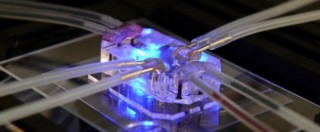 Copertina di Mini organi su chip, progetto Usa: “Nei test al posto di cellule e animali”