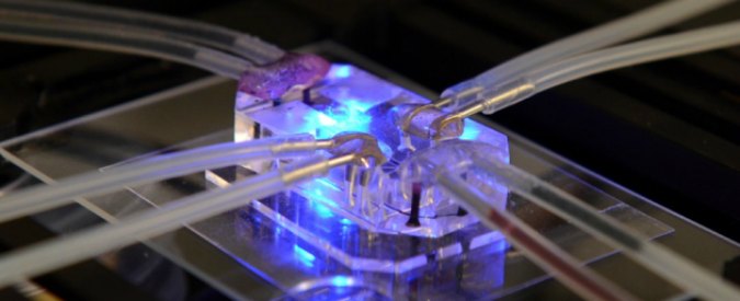 Mini organi su chip, progetto Usa: “Nei test al posto di cellule e animali”