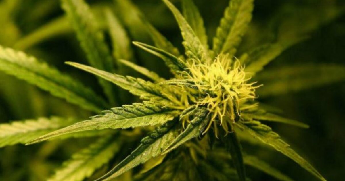 Pane alla cannabis, l’idea di un fornaio: “L’ho chiamata ‘linea relax’. Tanti i benefici”