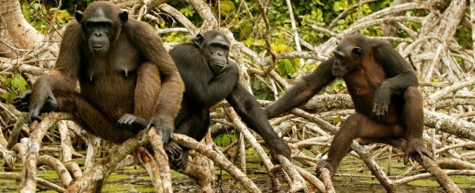 Scimpanzé, imparano anche “nuovi” idiomi di gruppi diversi per adattarsi