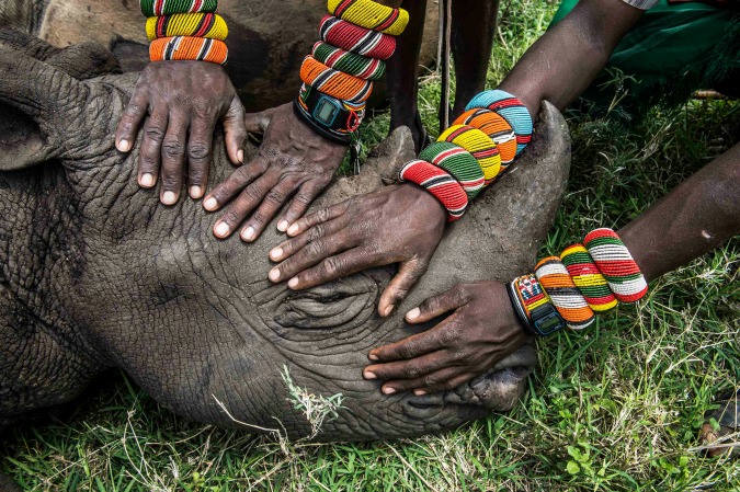 Ami Vitale (National Geographic) – Secondo premio nella categoria “Natura” – Un gruppo di giovani guerrieri Samburu al loro primo incontro ravvicinato con un rinoceronte a Lewa Downs, in Kenya.