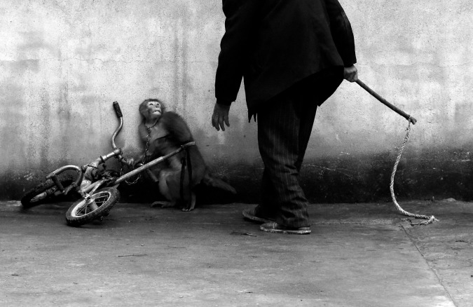 Yongzhi Chu – Primo premio nella categoria “Natura, Singles” – Una scimmia costretta ad addestrarsi in un circo a Suzhou, in Cina