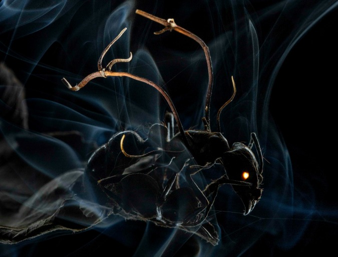 Anand Varma (National Geographic) – Primo premio nella categoria “Natura” – Un batterio penetra nell’esoscheletro e nel cervello di una formica