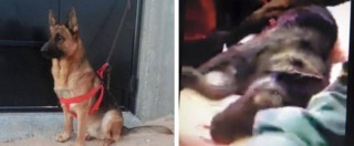 Copertina di Tunisia, i terroristi uccidono anche Akil, il cane poliziotto: “E’ morto da eroe”