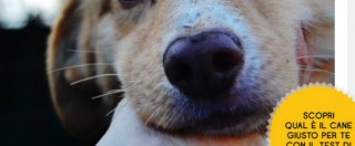 Copertina di Bestiacce.com, un sito web che aiuta a trovare il cane o il gatto ideale