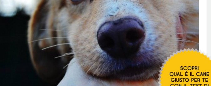 Bestiacce.com, un sito web che aiuta a trovare il cane o il gatto ideale