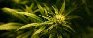 Legalizzazione cannabis, ecco il ddl: 218 le firme raccolte in Parlamento