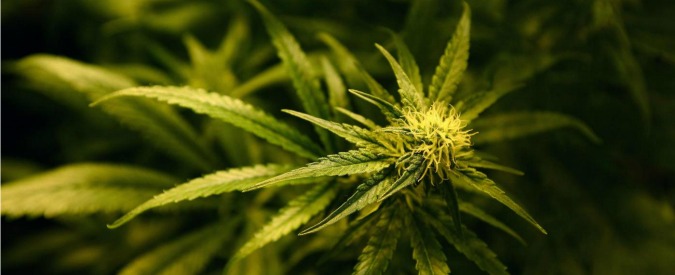 Legalizzazione cannabis, ecco il ddl: 218 le firme raccolte in Parlamento