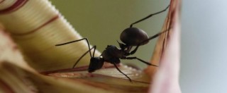 Copertina di Dna, il segreto dell’altezza svelato anche grazie allo studio delle formiche