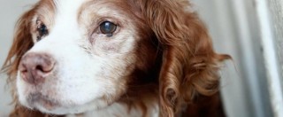 Legge di Bilancio, emendamento Pd: “Tassa comunale per i proprietari di cani non sterilizzati”
