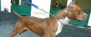 Copertina di Rovigo, ordinanza del sindaco vieta la catena ai cani. Multe fino a 300 euro