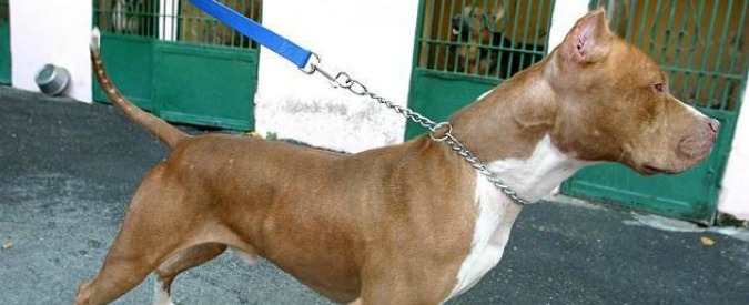 Rovigo, ordinanza del sindaco vieta la catena ai cani. Multe fino a 300 euro