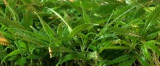 Copertina di ‘Ndrangheta, scoperti a Vibo Valentia i “giardini segreti” della cosca Mancuso: sequestrate 26mila piante di marijuana