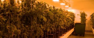 Copertina di Marijuana, la svolta della Svizzera: “Sì a progetto pilota per Cannabis social club”