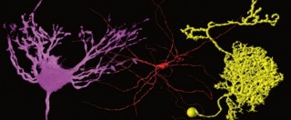 Copertina di Costruito neurone artificiale in plastica: “Compie funzione come cellula naturale”