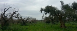 Copertina di Xylella, l’Ue: “A nord di Lecce via le piante in un raggio di 100 metri da ulivi malati”