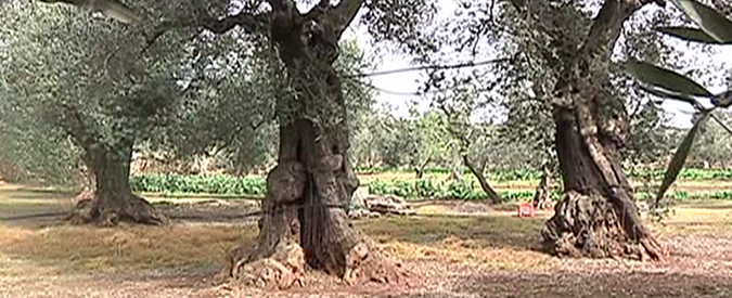 Copertina di Strage degli ulivi, reportage dal Salento. Agricoltori: “Combattiamo la Xylella con metodi naturali”