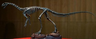 Copertina di Dinosauri, scoperto Chilesaurus: il cugino del T-Rex che mangiava erba