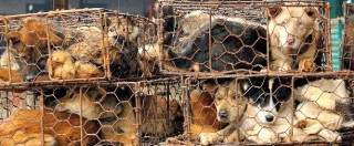 Copertina di Cina, ong contro il Festival di Yulin: “Ogni anno macellati e mangiati 10 mila cani”