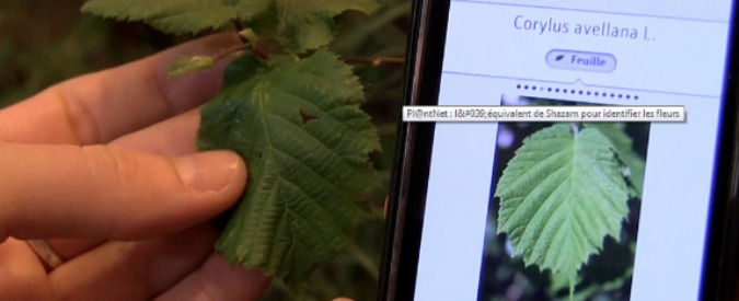 Pl@ntnet, lo Shazam dei fiori: ecco come una app con una foto riconosce la flora