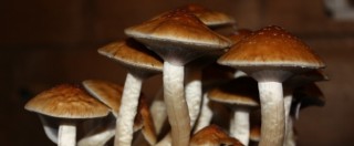 Copertina di Droga, scienziati inglesi: “Lsd e funghi alluginogeni curano ansia e depressione”