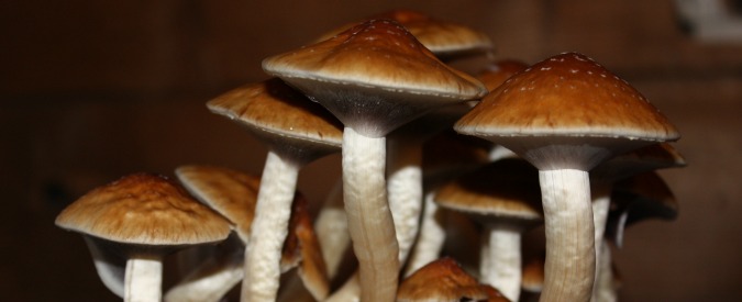 Droga, scienziati inglesi: “Lsd e funghi alluginogeni curano ansia e depressione”