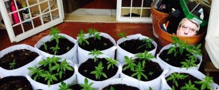 Copertina di Marijuana, 56 piante sequestrate a Rita Bernardini (Radicali): “Voglio essere arrestata”