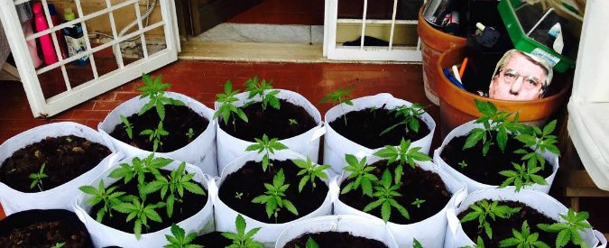 Copertina di Marijuana, 56 piante sequestrate a Rita Bernardini (Radicali): “Voglio essere arrestata”