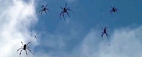 Copertina di Piovono ragni dal cielo, sommersa la città australiana di Goulburn. E’ il ‘ballooning’